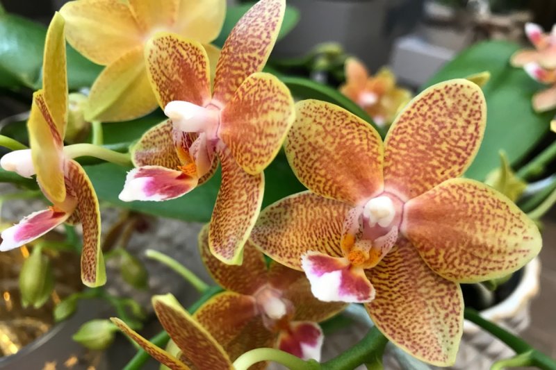 Spezielle Orchideen